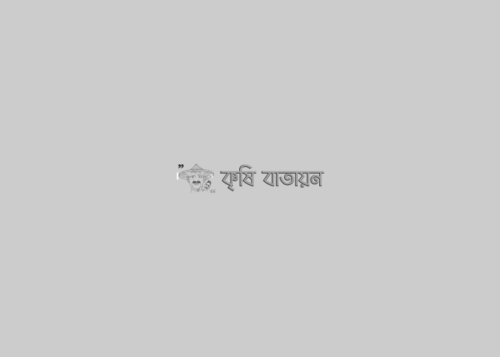 সিলেটে গ্রীষ্মকালে অসময়ের টমেটো চাষে কৃষকের সাফল্য