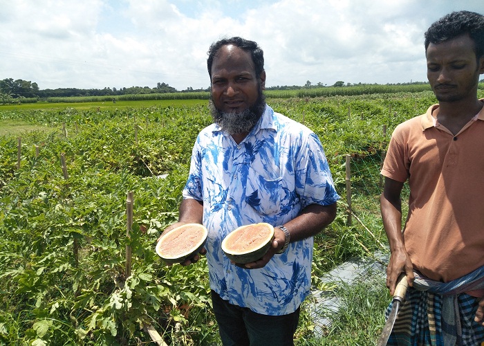 বারোমাসি তরমুজ চাষে কৃষক নাসিরের সফলতা