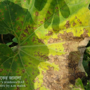 লাউয়ের পাতার দাগ রোগ