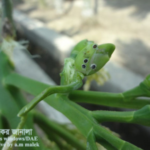 সুপারির স্কেল বা খোসা পোকা