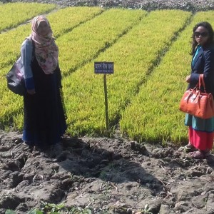 আদর্শ বীজতলা