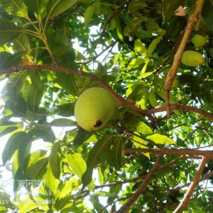 আমের কাল আগা রোগ