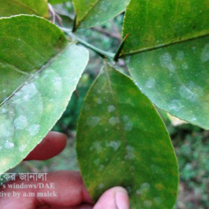 লেবুর পাউডারি মিলডিউ রোগ