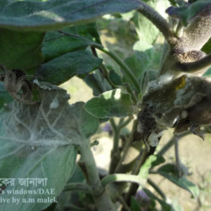 বেগুনের হোয়াইট মোল্ড রোগ