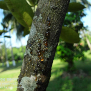 বাতাবি লেবুর আঠা ঝড়া রোগ