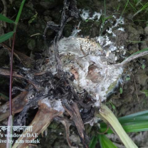 সুগারবিটের হোয়াইট মোল্ড রোগ