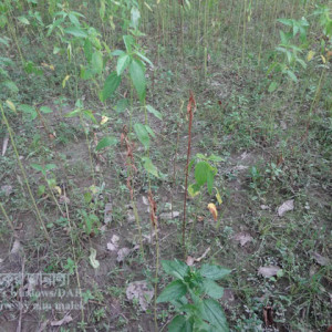 পাটের আগা মড়া রোগ