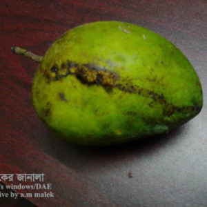 আমের ফলছিদ্রকারী পোকা