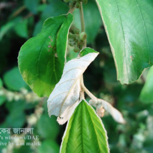 কুলের পাতা মোড়ানো পোকা