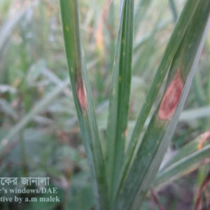 রসুনের পার্পল ব্লচ রোগ